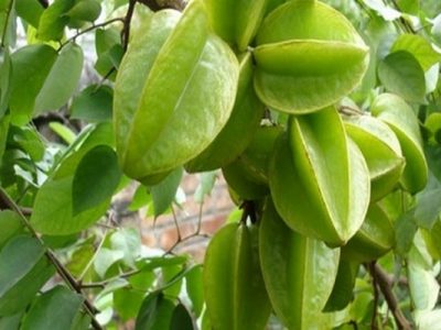 HY House - Quả khế và những công dụng tuyệt vời đối với sức khỏe